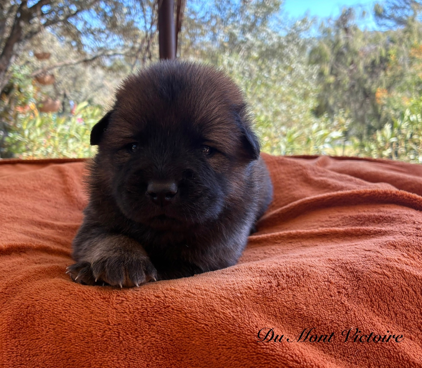Du Mont Victoire - Chiots disponibles - Eurasier