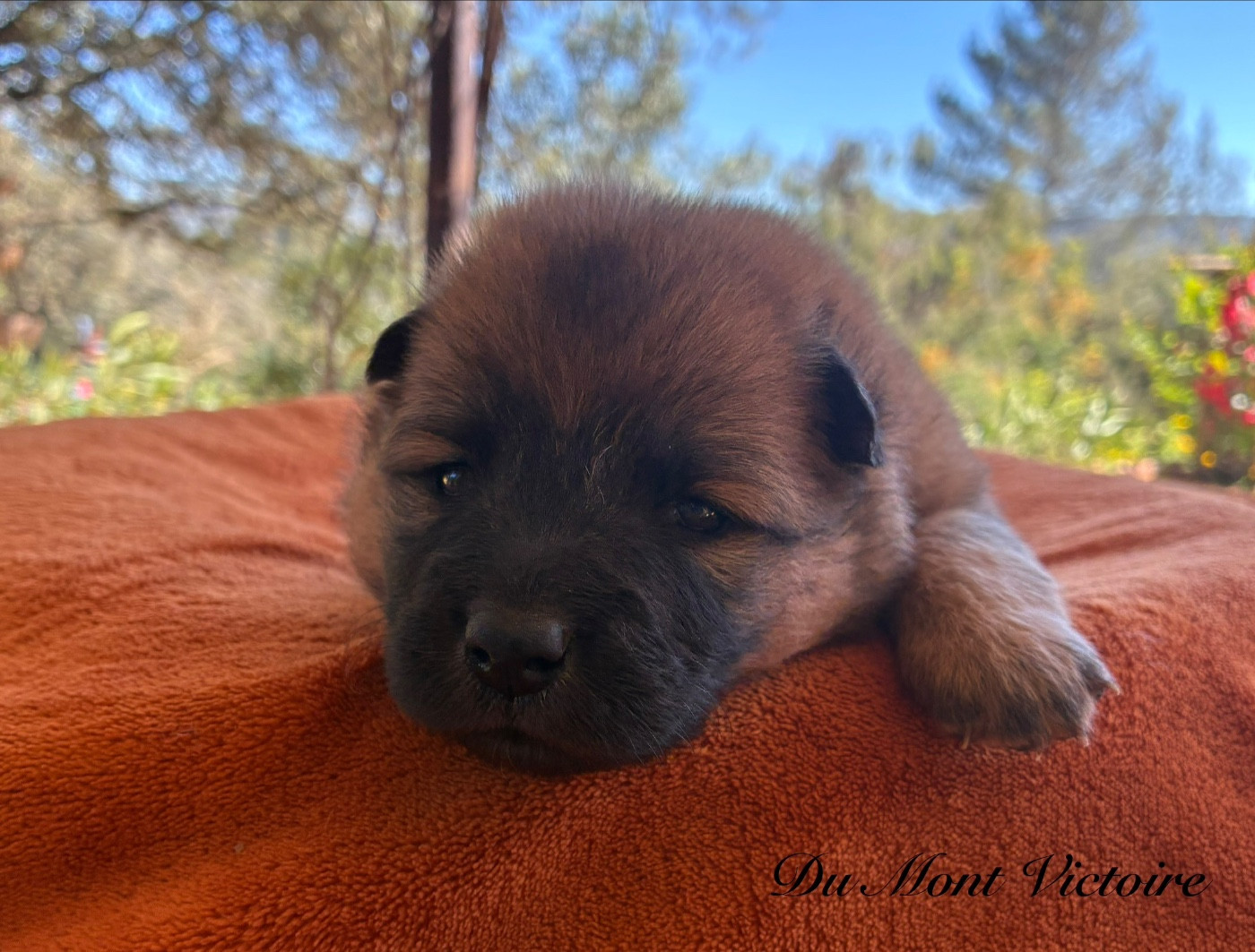 Du Mont Victoire - Chiots disponibles - Eurasier