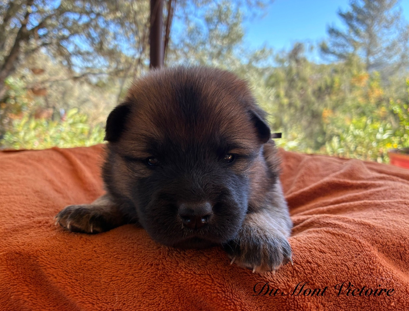 Du Mont Victoire - Chiots disponibles - Eurasier