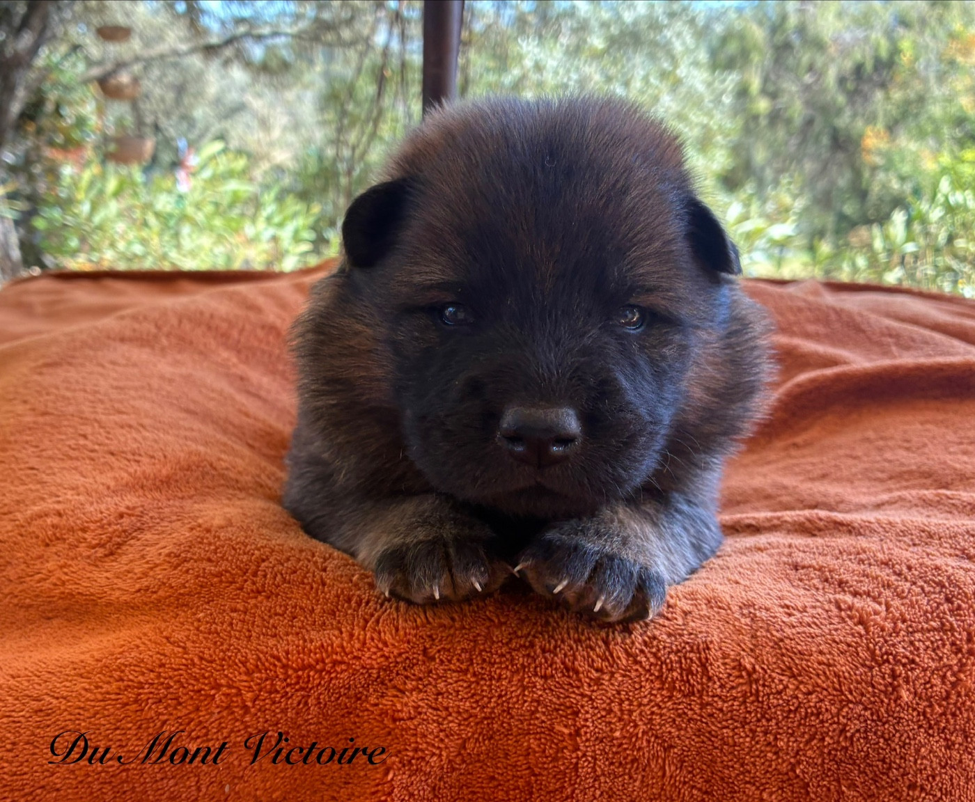 Du Mont Victoire - Chiots disponibles - Eurasier
