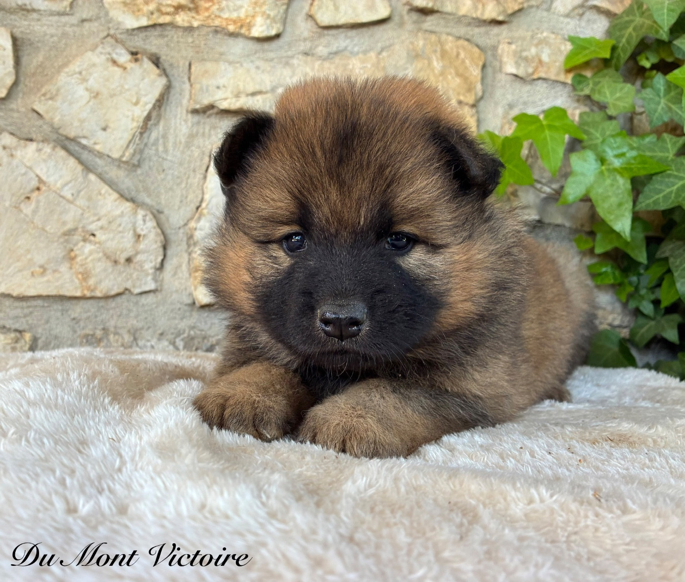 Du Mont Victoire - Chiots disponibles - Eurasier