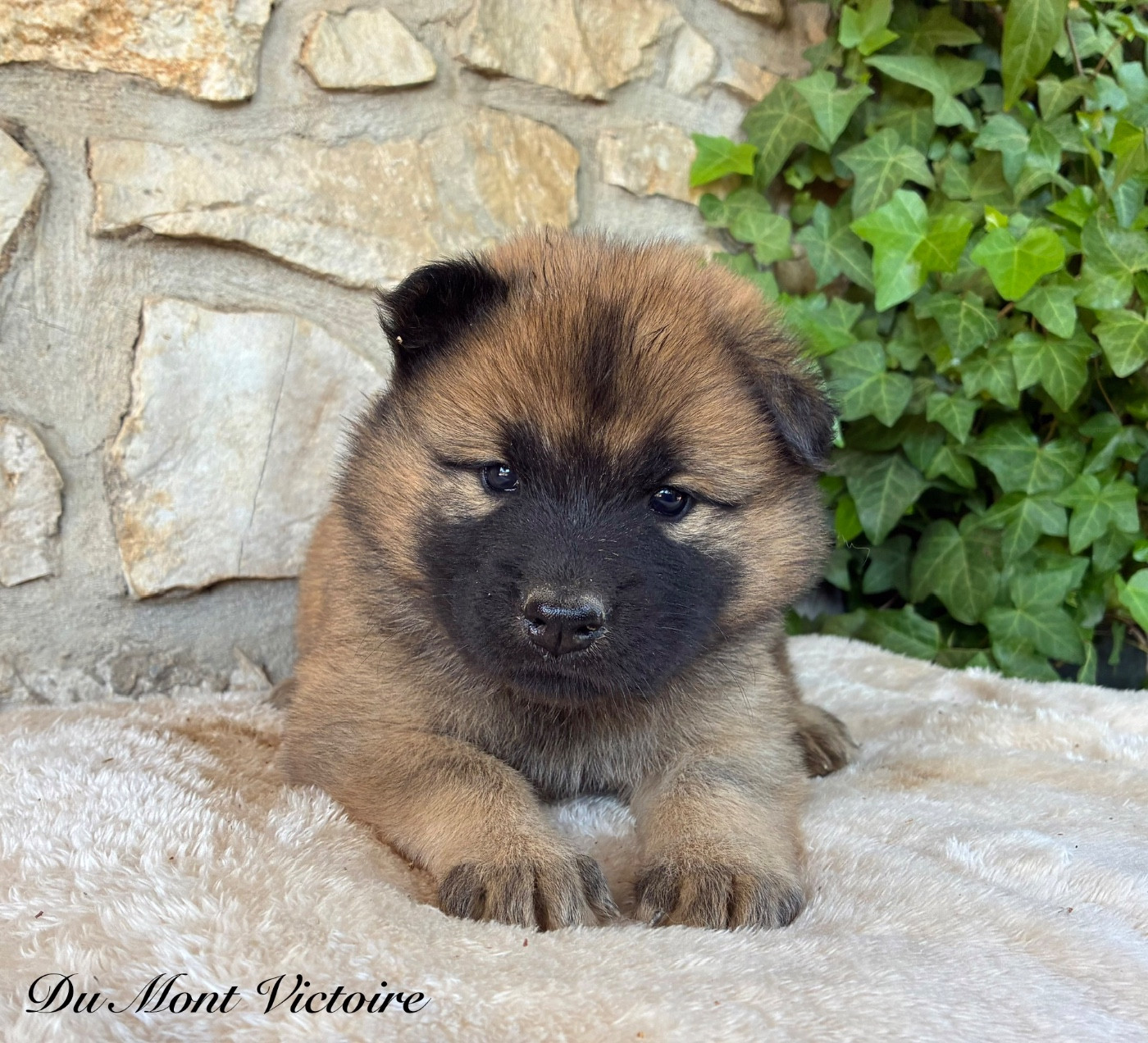 Du Mont Victoire - Chiots disponibles - Eurasier