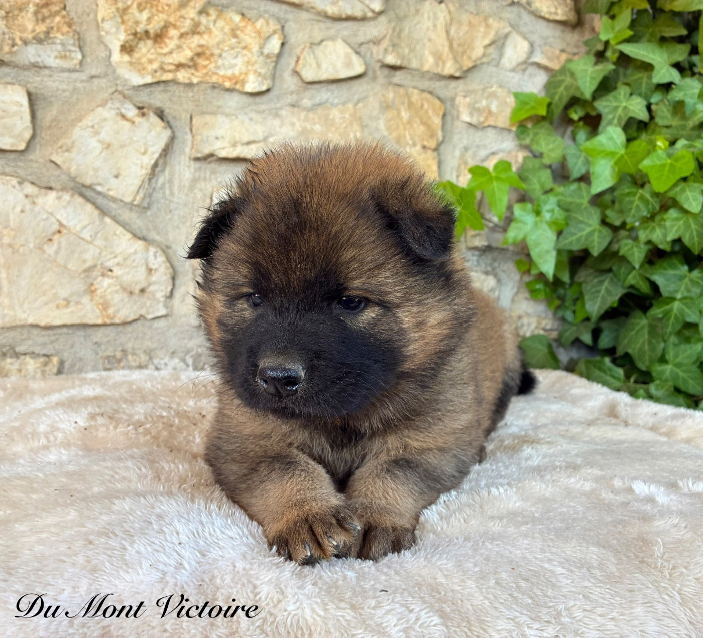 Du Mont Victoire - Chiots disponibles - Eurasier