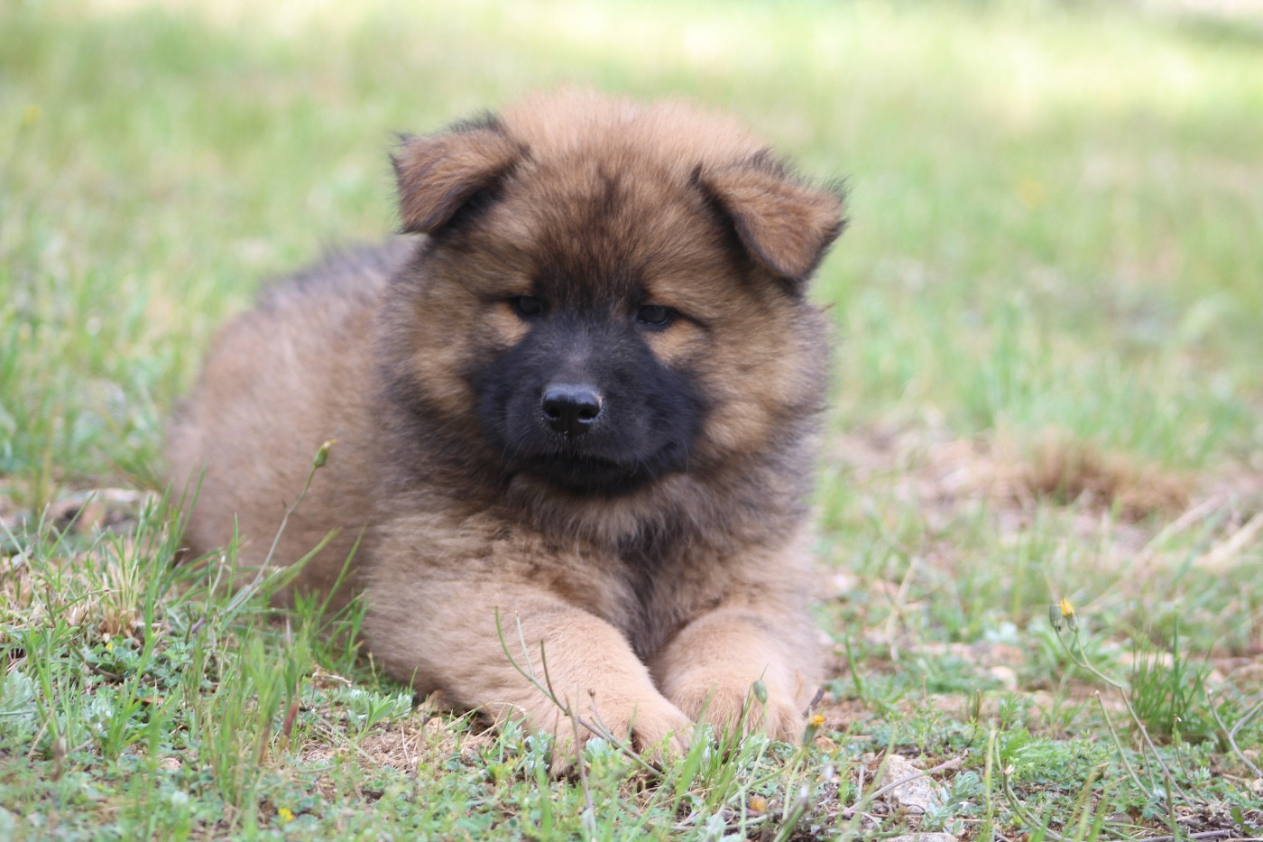 Du Mont Victoire - Chiots disponibles - Eurasier