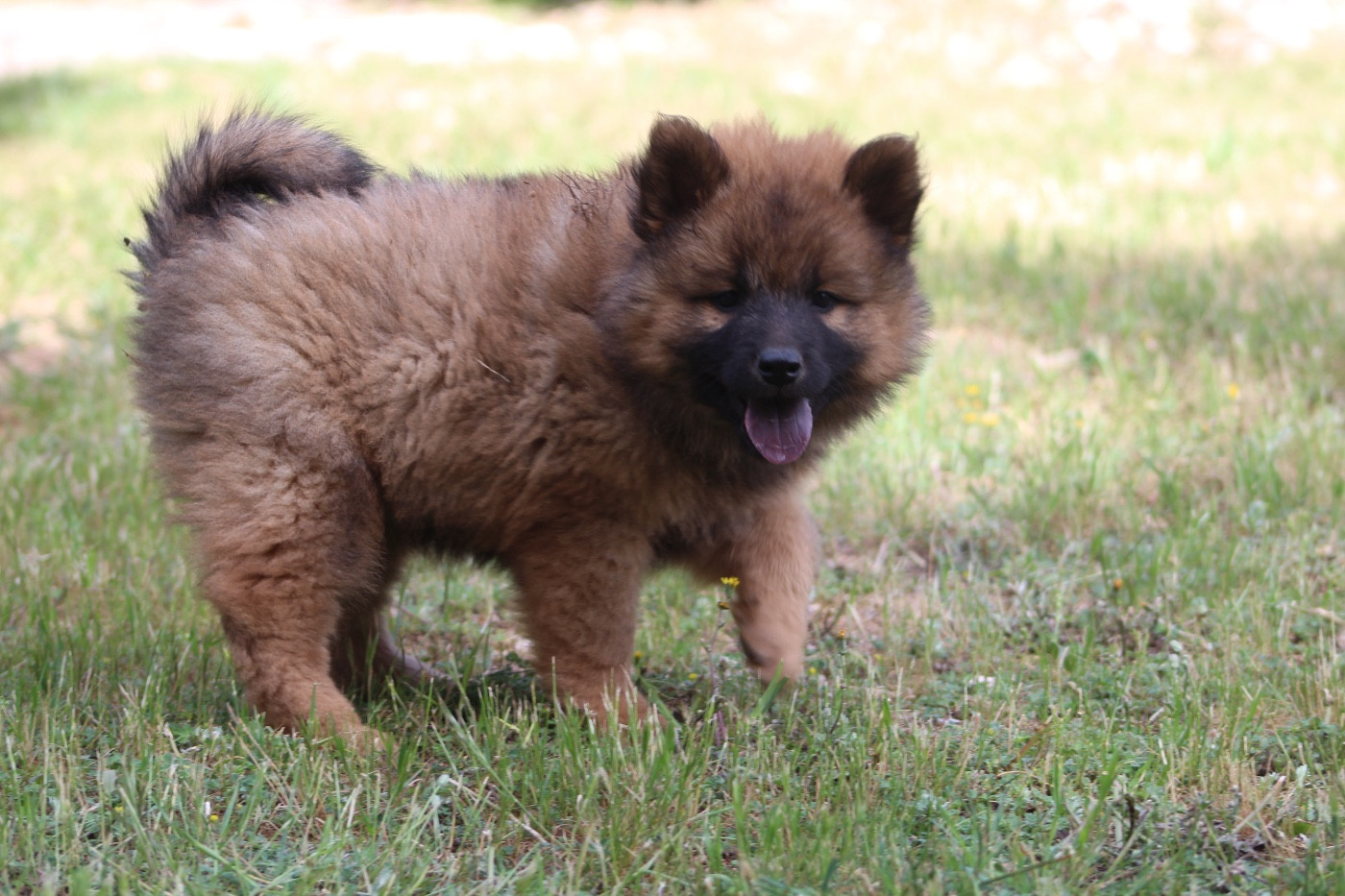 Du Mont Victoire - Chiots disponibles - Eurasier