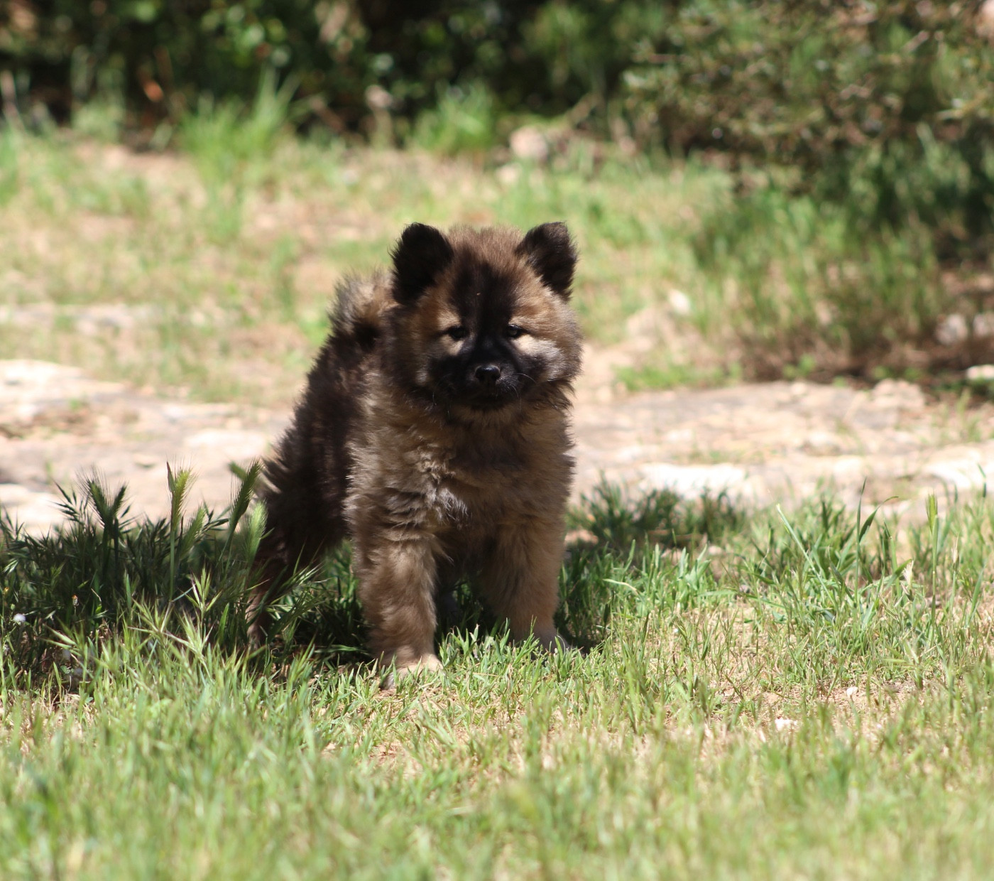 Du Mont Victoire - Eurasier - Portée née le 17/03/2026