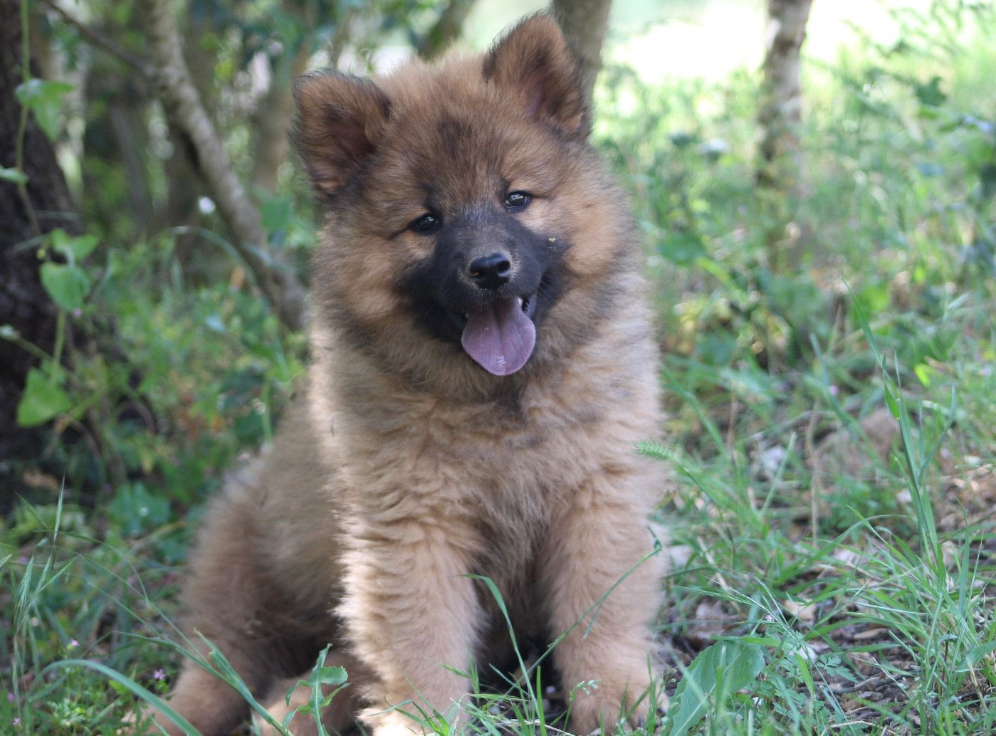 Du Mont Victoire - Chiots disponibles - Eurasier