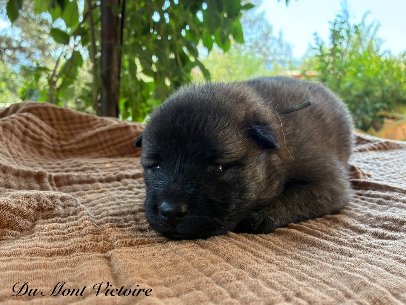 Du Mont Victoire - Chiots disponibles - Eurasier