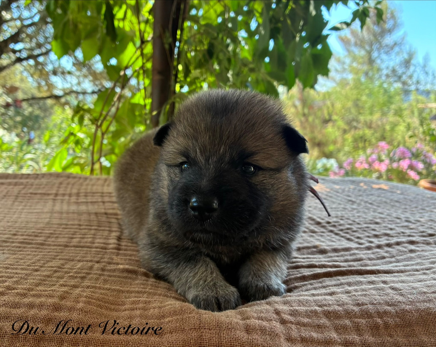 Du Mont Victoire - Chiots disponibles - Eurasier