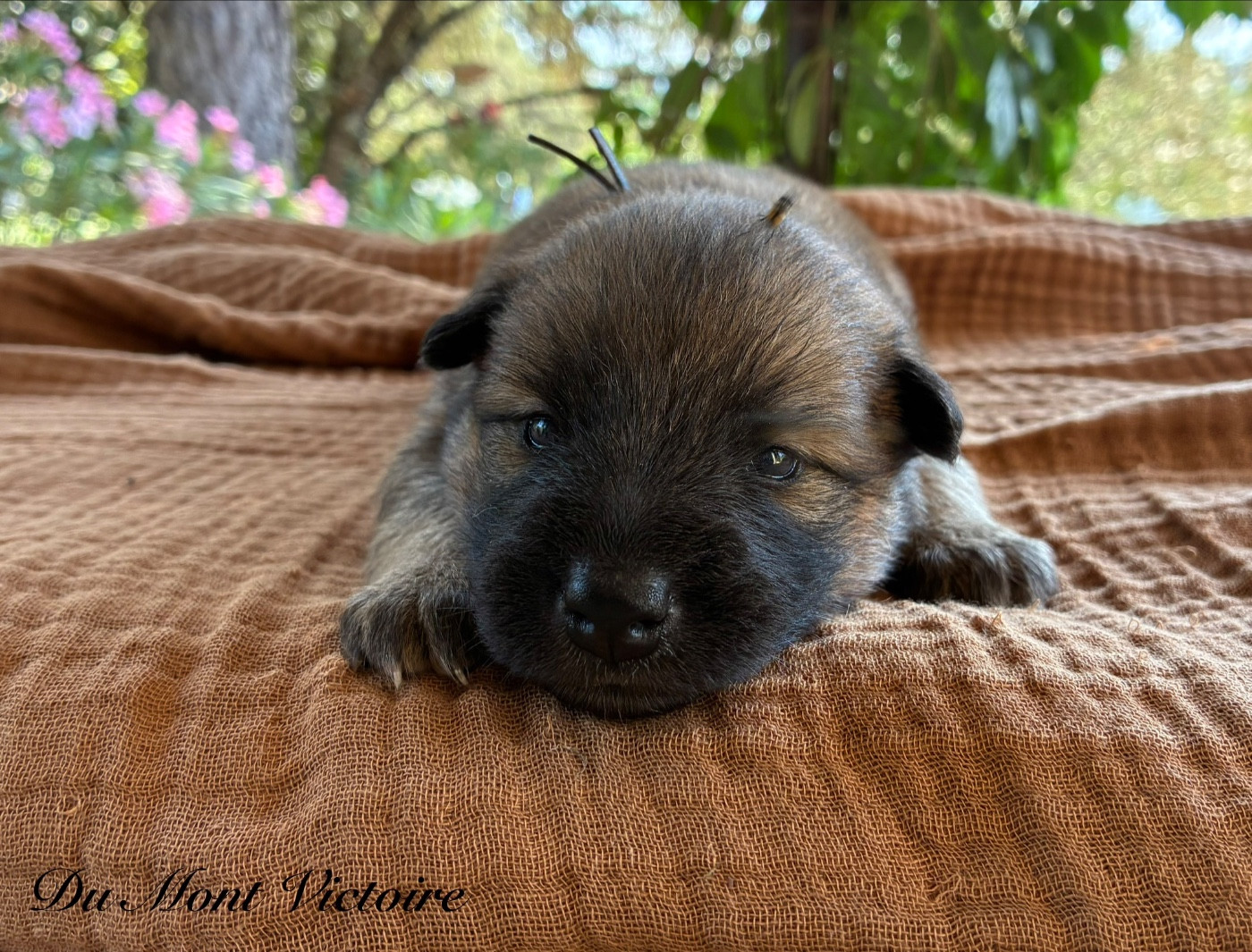 Du Mont Victoire - Chiots disponibles - Eurasier
