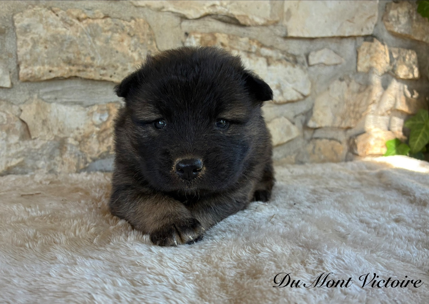 Du Mont Victoire - Chiots disponibles - Eurasier