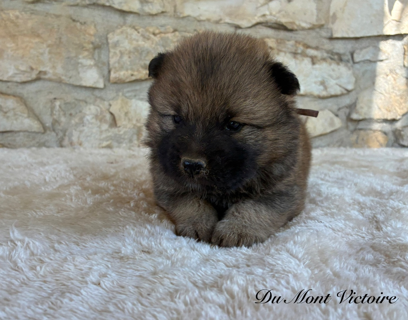 Du Mont Victoire - Chiots disponibles - Eurasier
