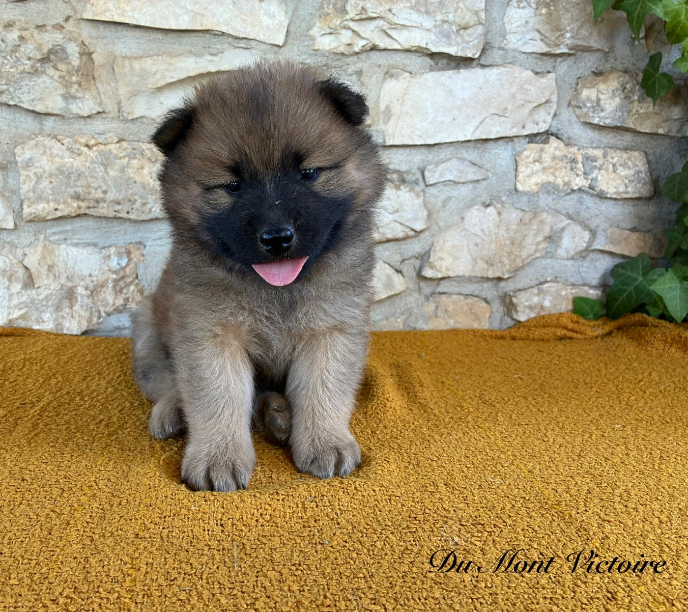 Du Mont Victoire - Chiots disponibles - Eurasier
