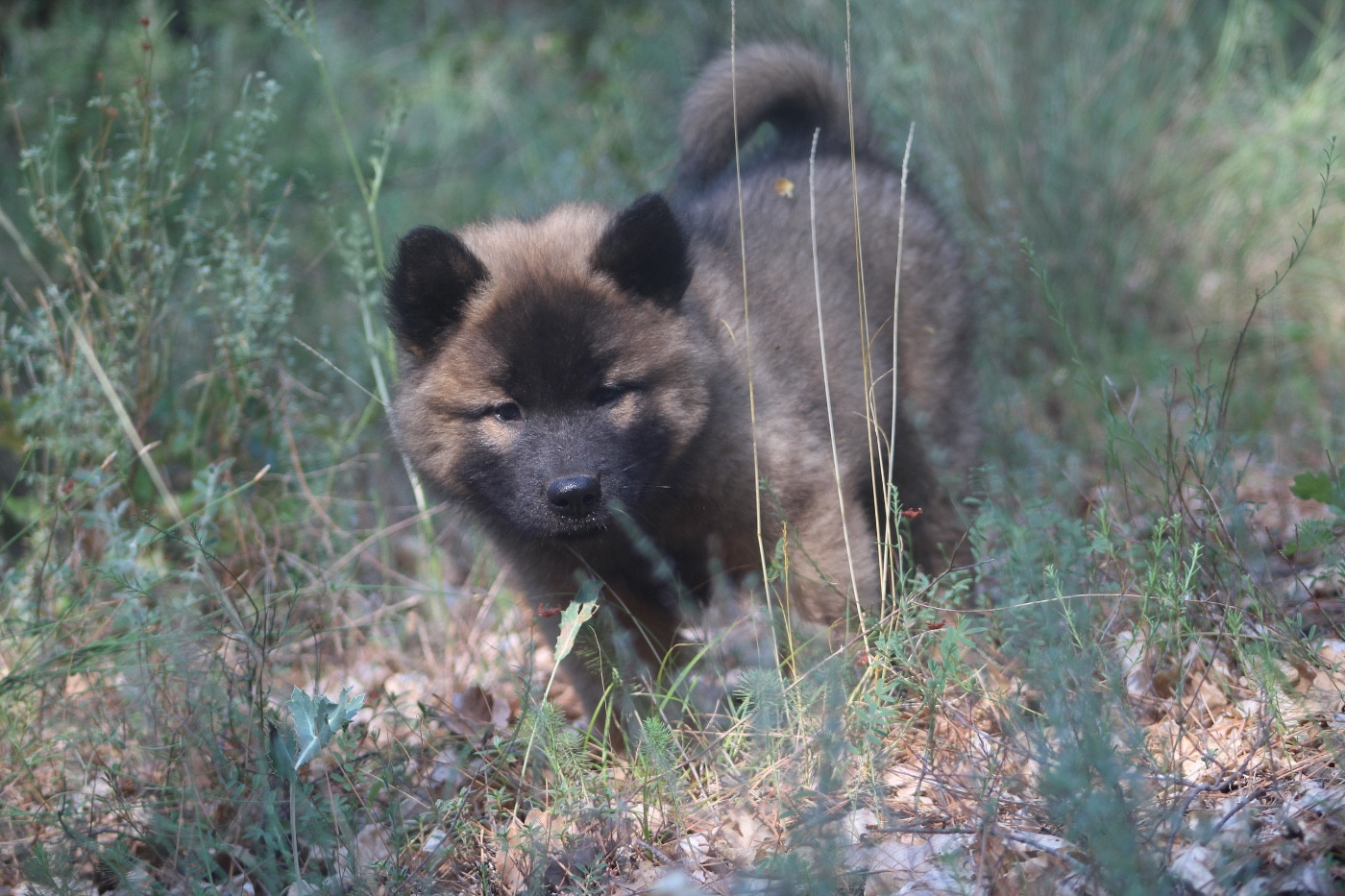 Du Mont Victoire - Eurasier - Portée née le 06/06/2026