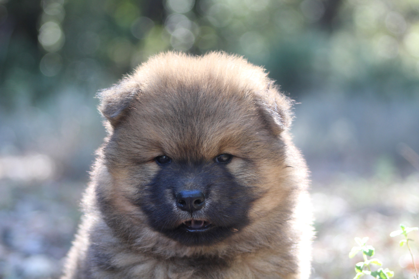 Du Mont Victoire - Chiots disponibles - Eurasier