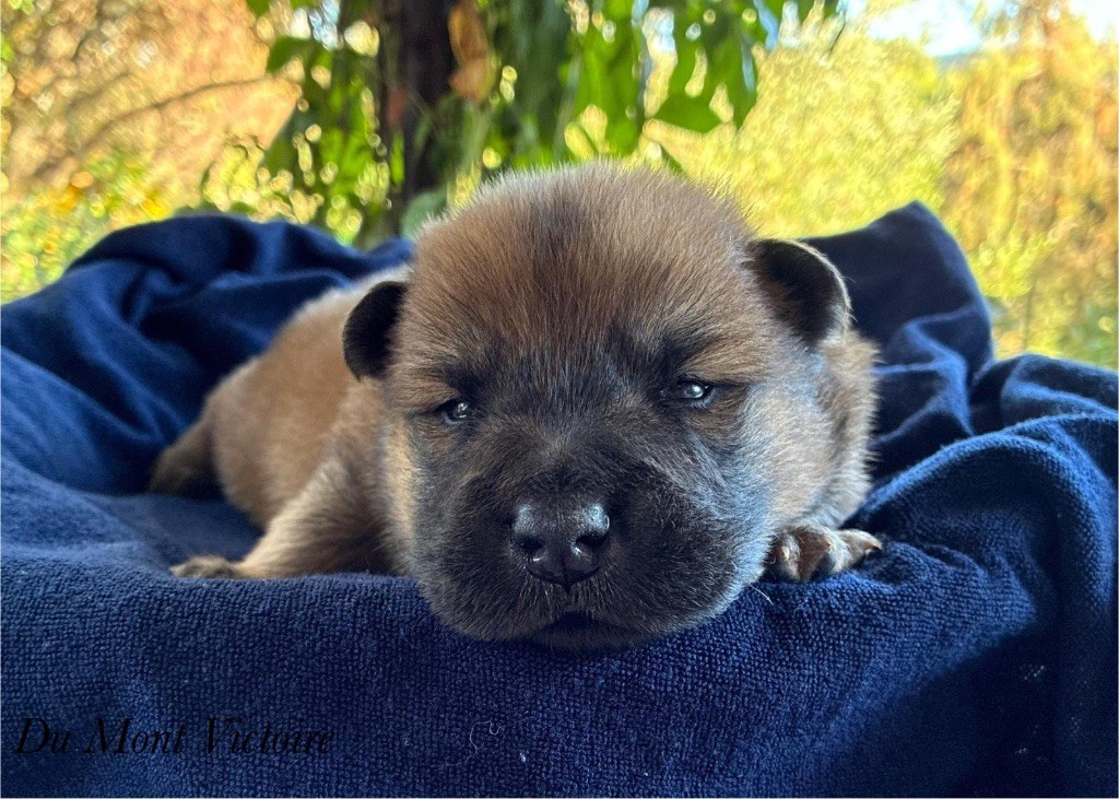 Du Mont Victoire - Chiots disponibles - Eurasier