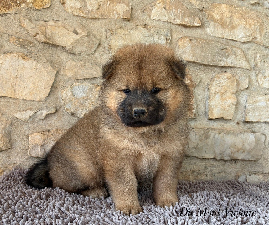 Du Mont Victoire - Chiots disponibles - Eurasier