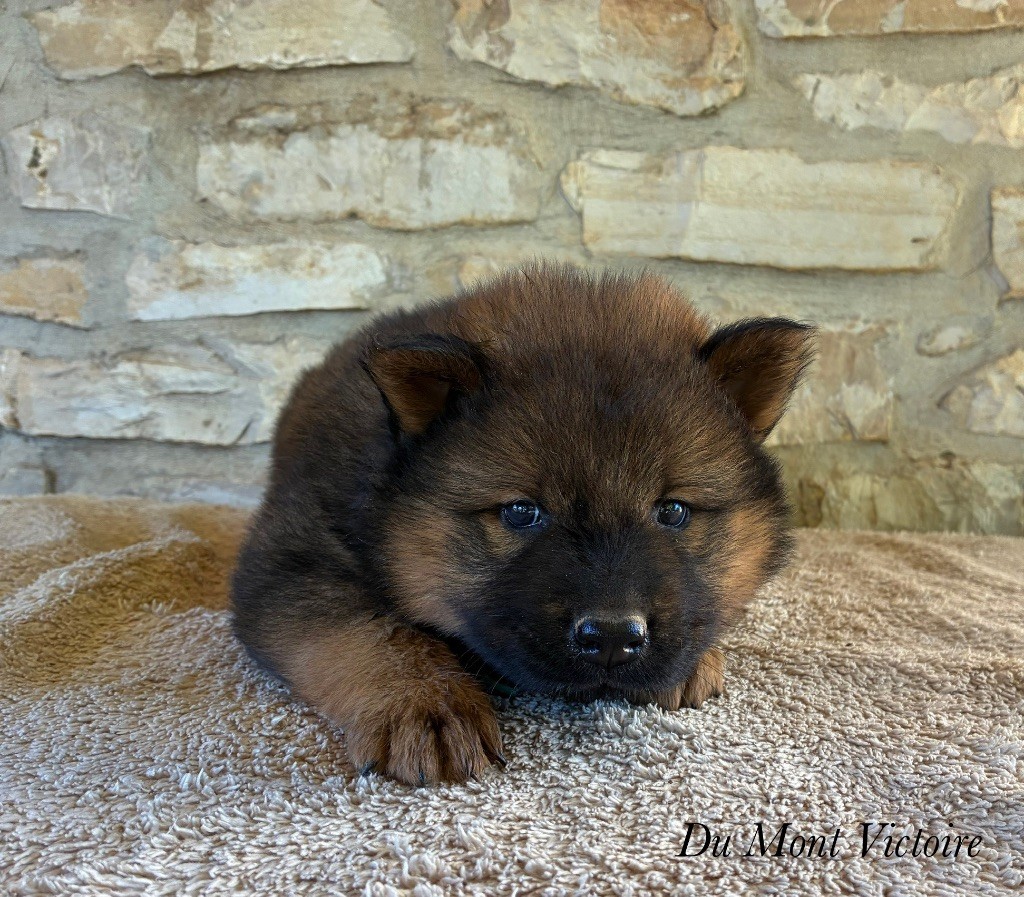 Du Mont Victoire - Eurasier - Portée née le 22/06/2025