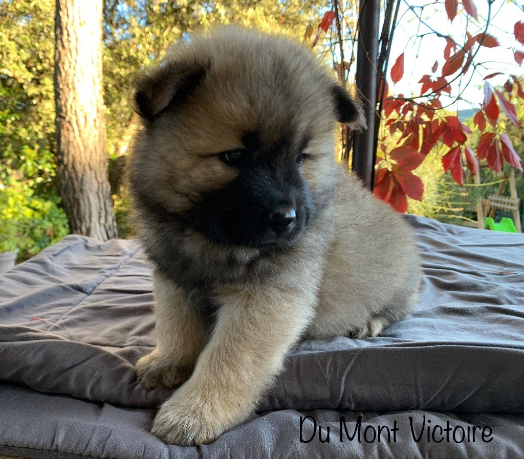 Du Mont Victoire - Eurasier - Portée née le 19/09/2023