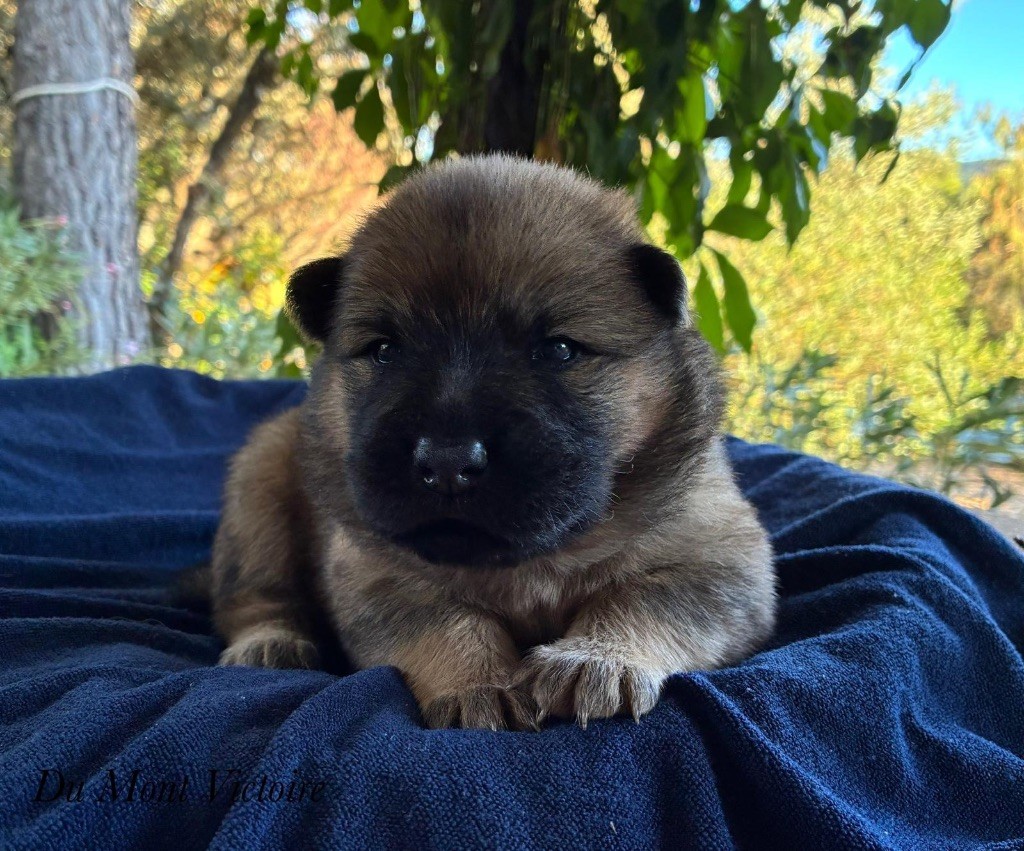 Du Mont Victoire - Chiots disponibles - Eurasier