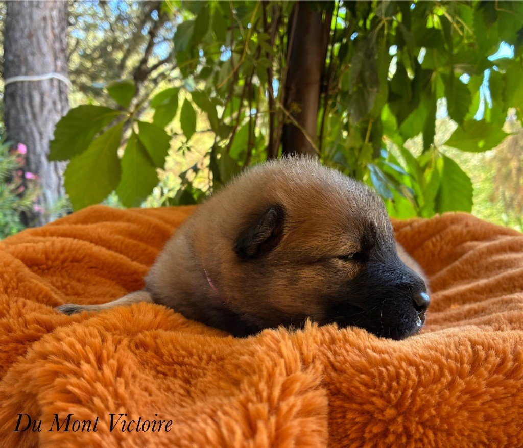 Du Mont Victoire - Chiots disponibles - Eurasier