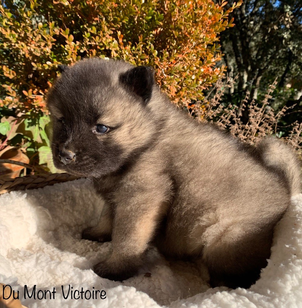 Du Mont Victoire - Eurasier - Portée née le 07/12/2023