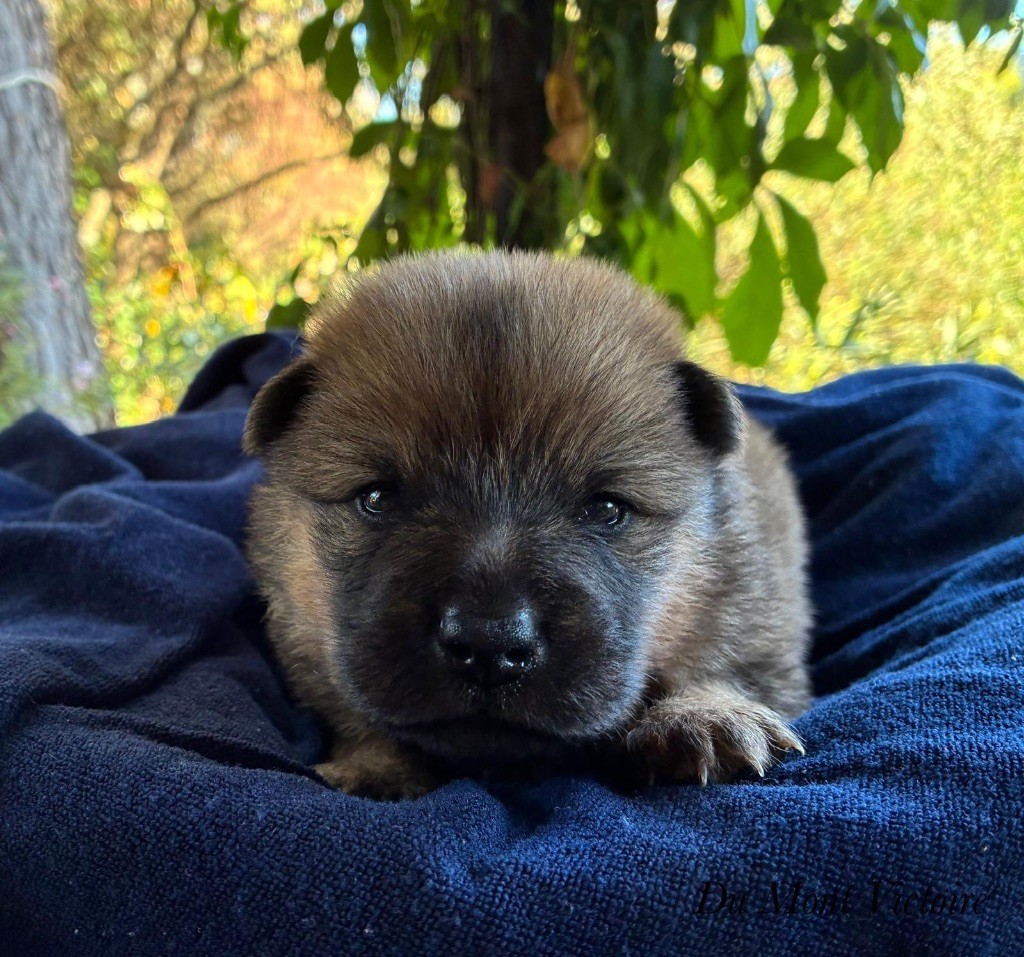 Du Mont Victoire - Chiots disponibles - Eurasier