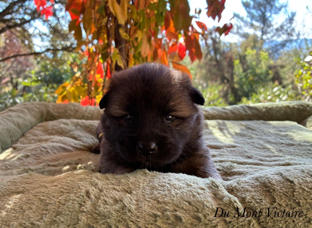 Du Mont Victoire - Chiots disponibles - Eurasier