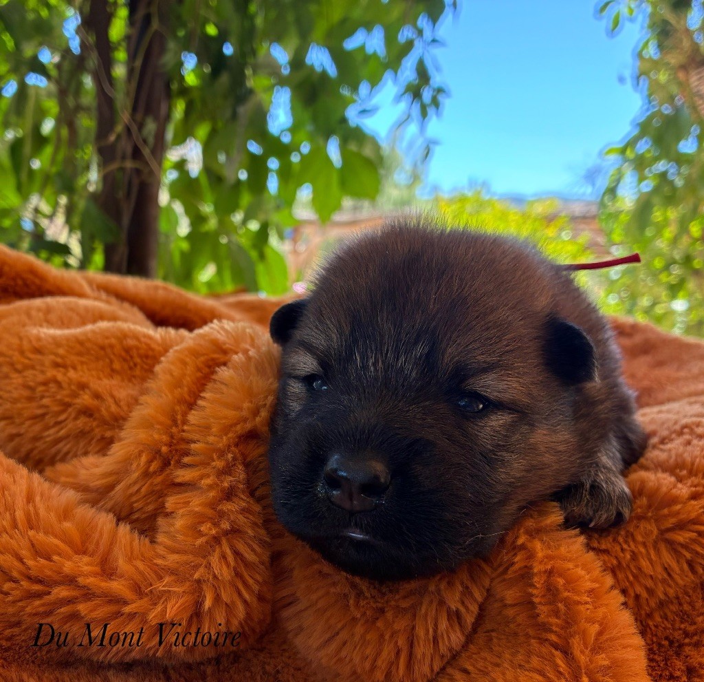 Du Mont Victoire - Chiots disponibles - Eurasier