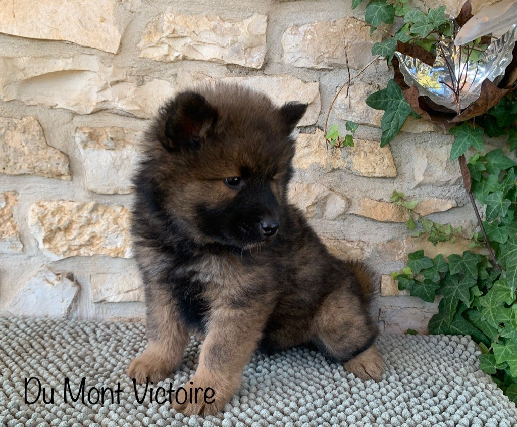 Du Mont Victoire - Eurasier - Portée née le 17/10/2022