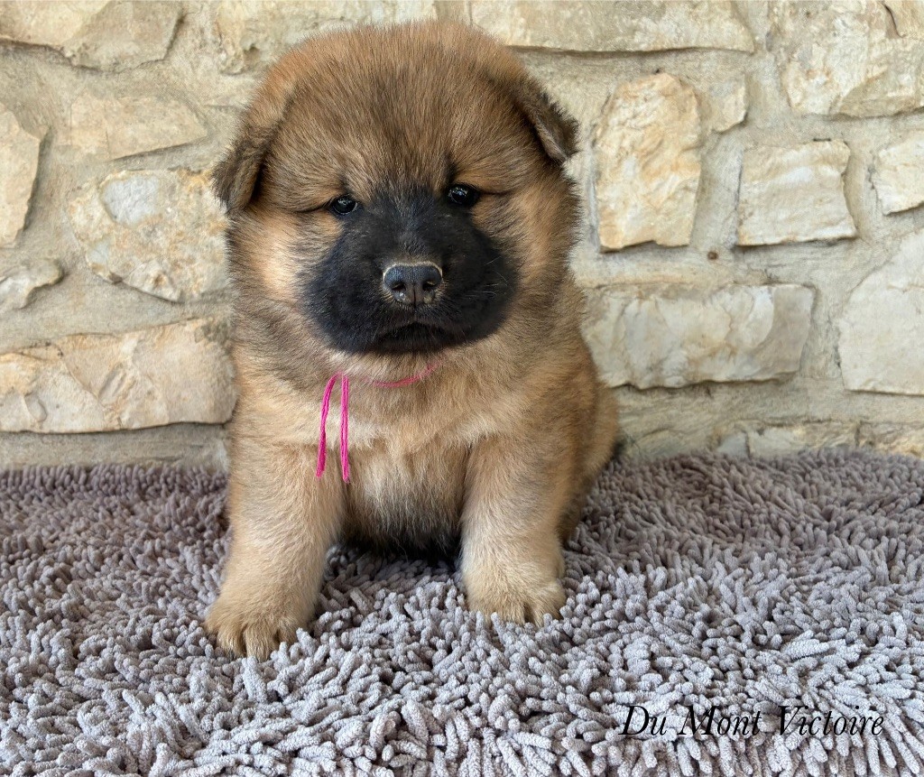 Du Mont Victoire - Chiots disponibles - Eurasier