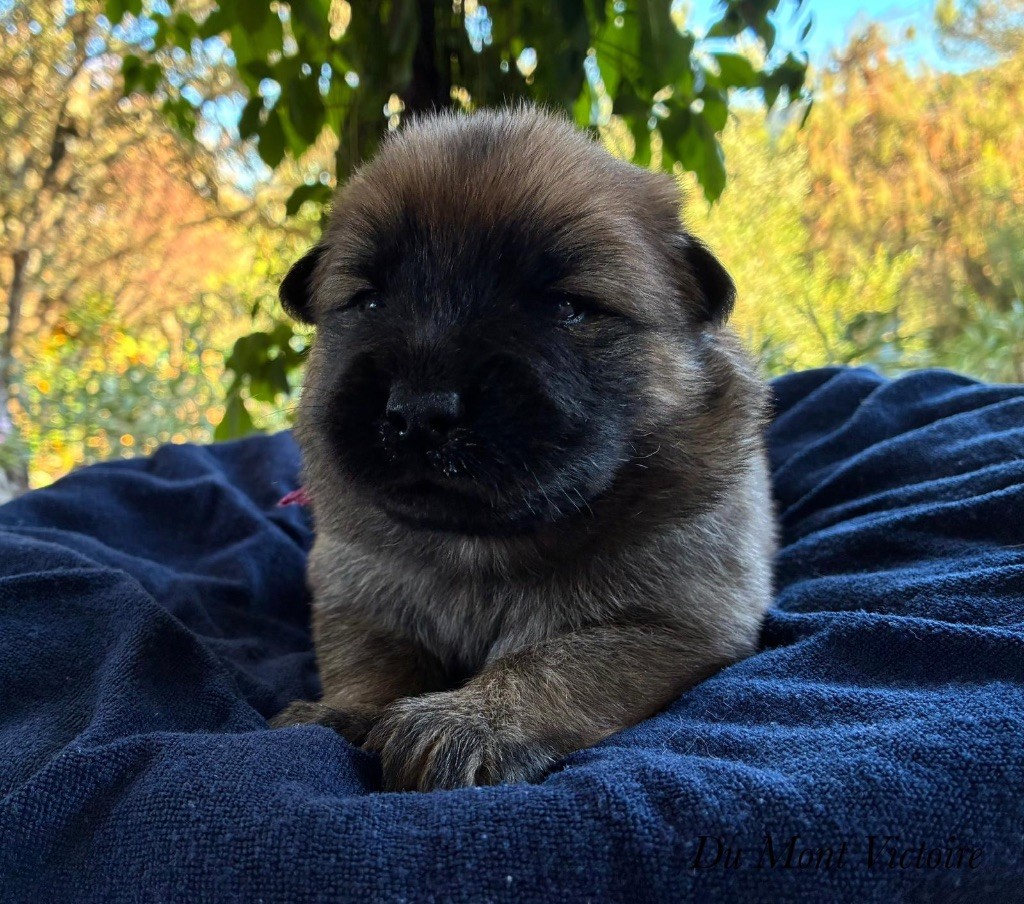 Du Mont Victoire - Chiots disponibles - Eurasier