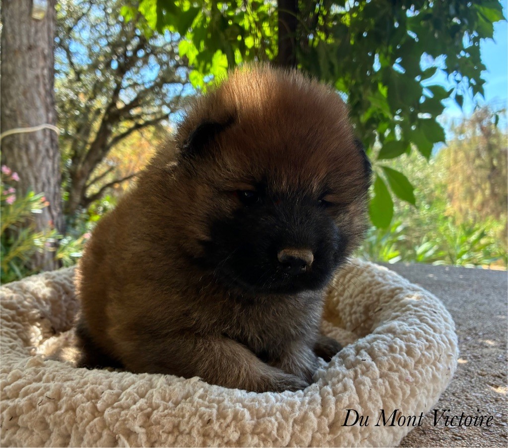 Du Mont Victoire - Chiots disponibles - Eurasier