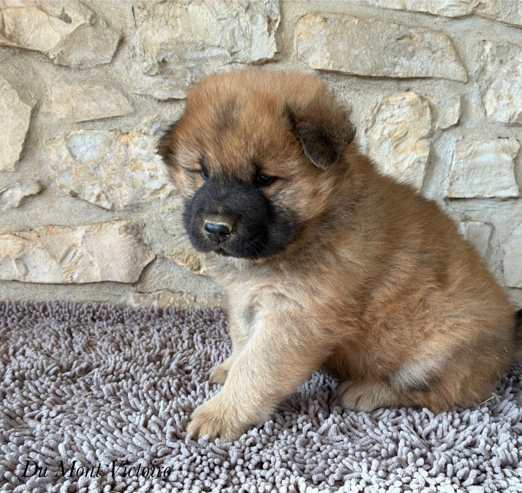 Du Mont Victoire - Chiots disponibles - Eurasier